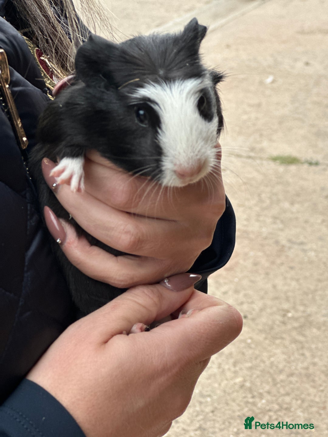 Guinea Pig rodents for sale: Beautiful Baby Guinea Pigs  - Image 3