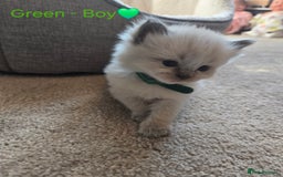 Ragdoll cats for sale: 💫 Blue Point Ragdoll Kittens 💫 - Image 8