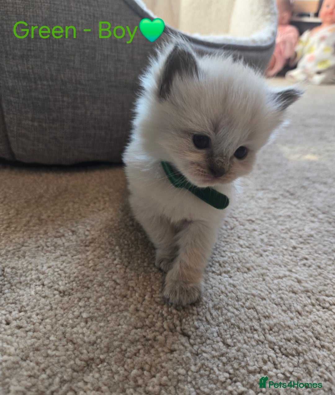 Ragdoll cats for sale: 💫 Blue Point Ragdoll Kittens 💫 - Image 8