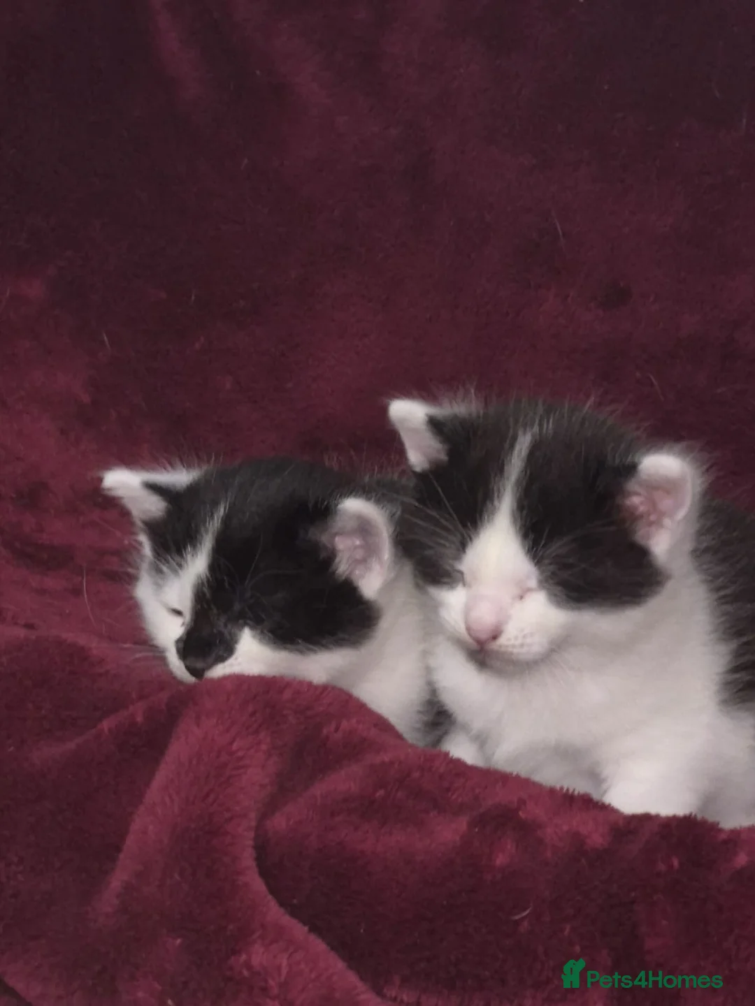 Mixed Breed cats for sale: Maine coon x American shorthair kittens  - Advert 4