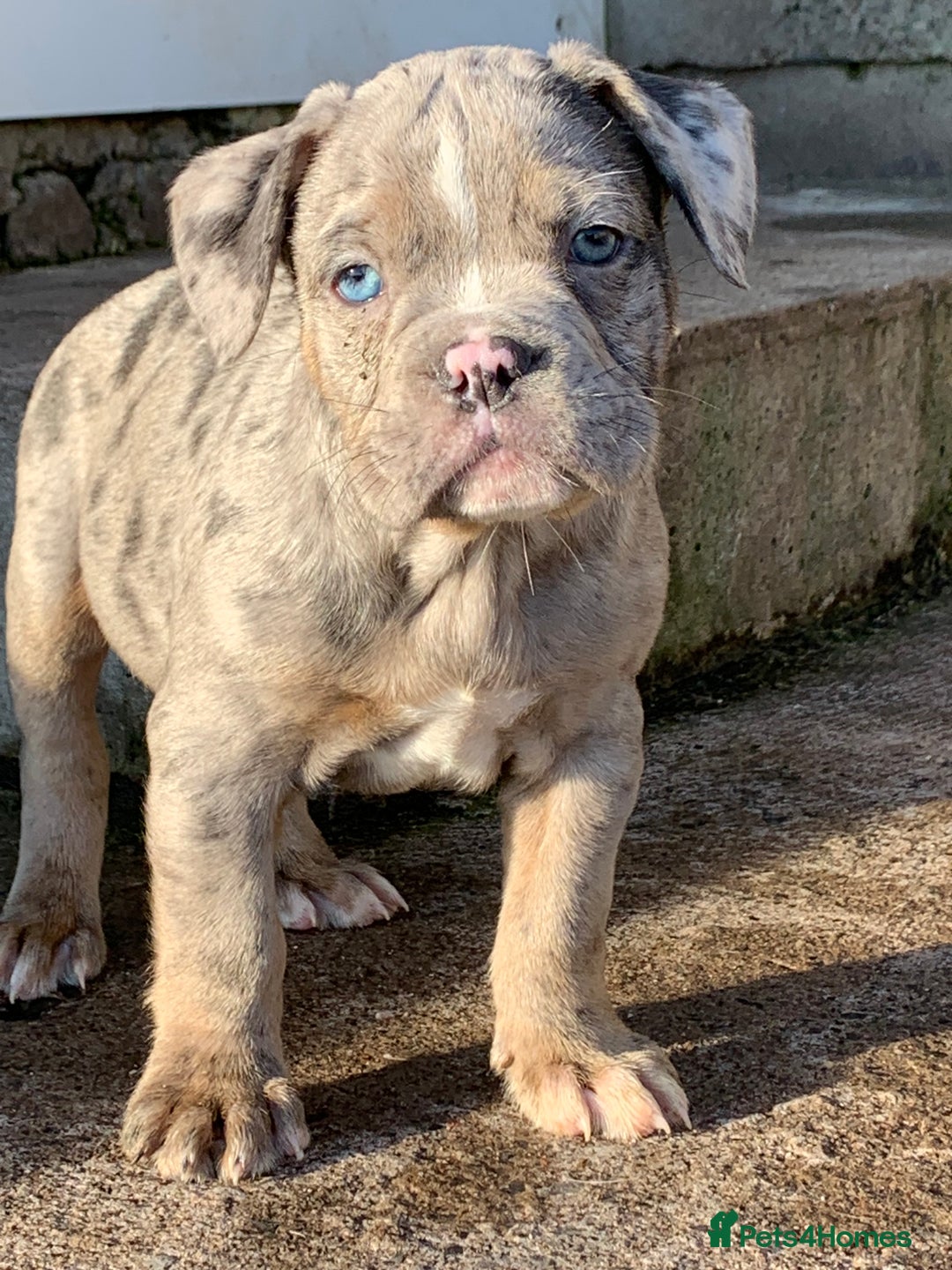 Olde English Bulldogge dogs for sale: Olde English bulldogges generational  - Advert 33