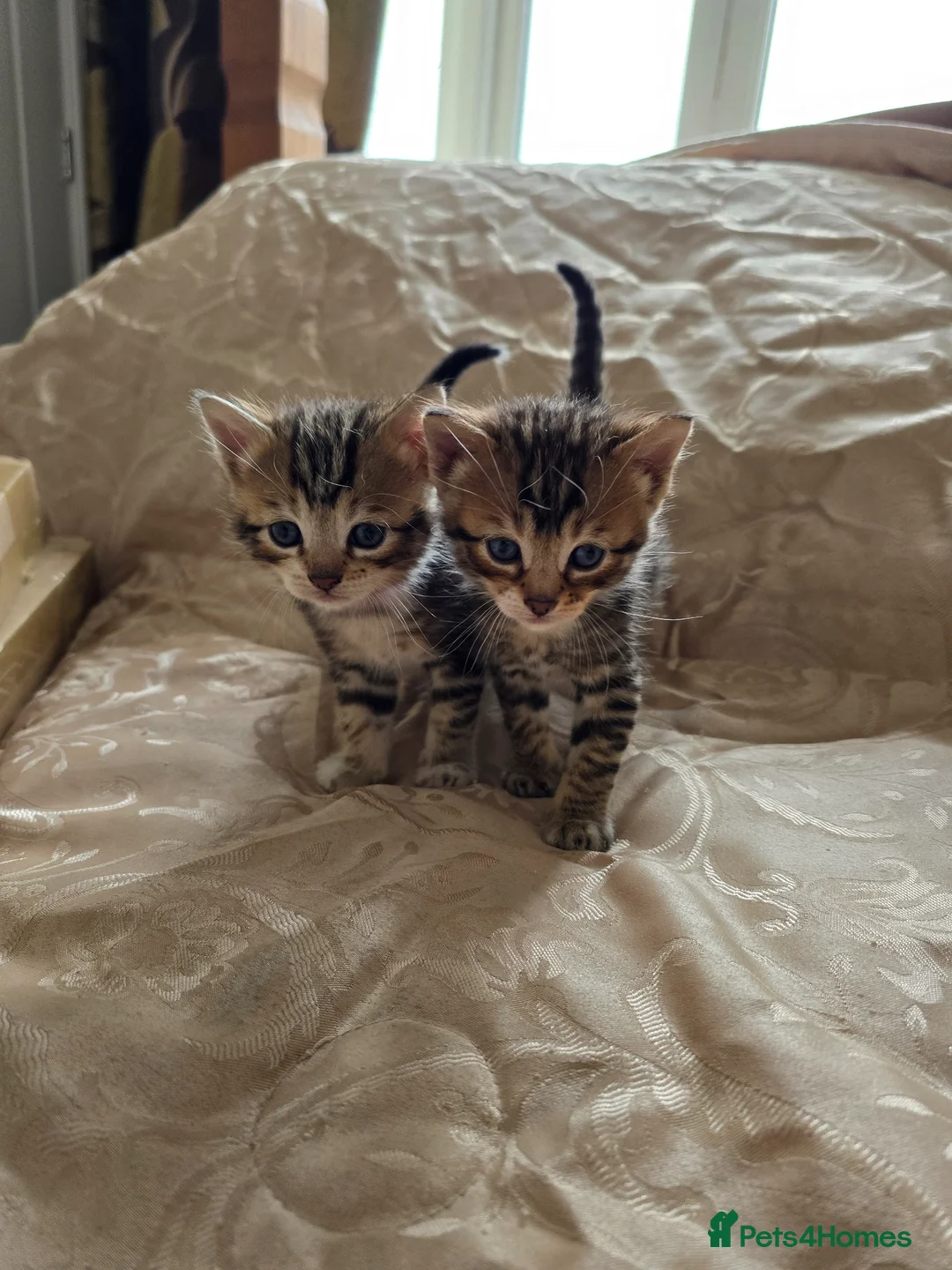 Bengal cats for sale: Mixed bengal clubs  in Holt - Advert 2