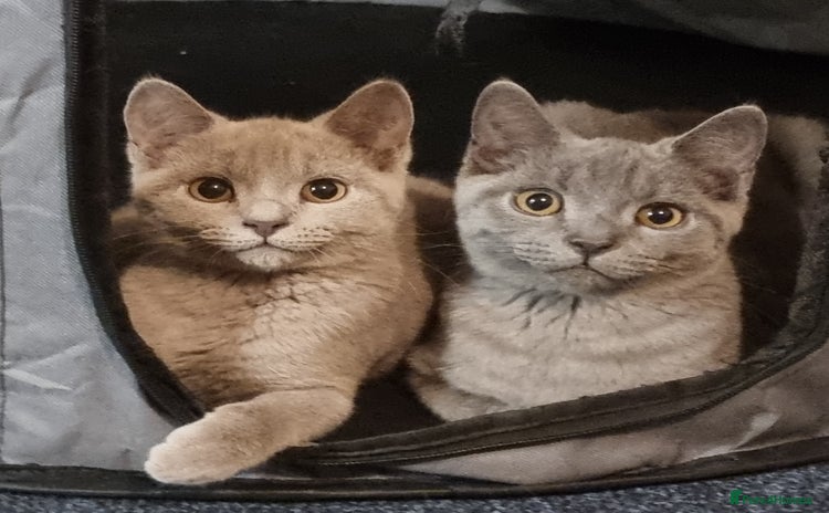 British Shorthair cats in Bradford - Advert 16