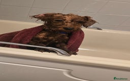 Labradoodle dogs for sale: Stunning little girl available  - Advert 3