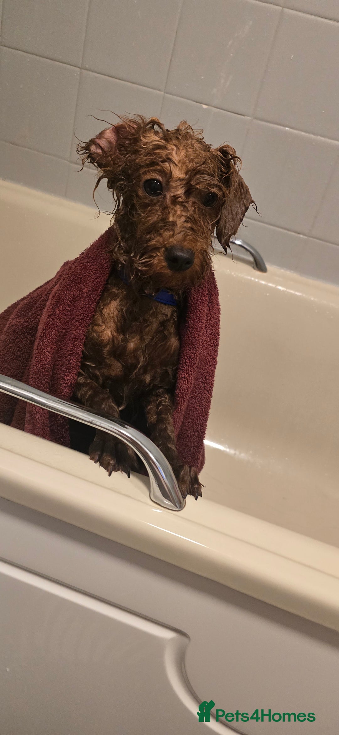 Labradoodle dogs for sale: Stunning little girl available  - Advert 3