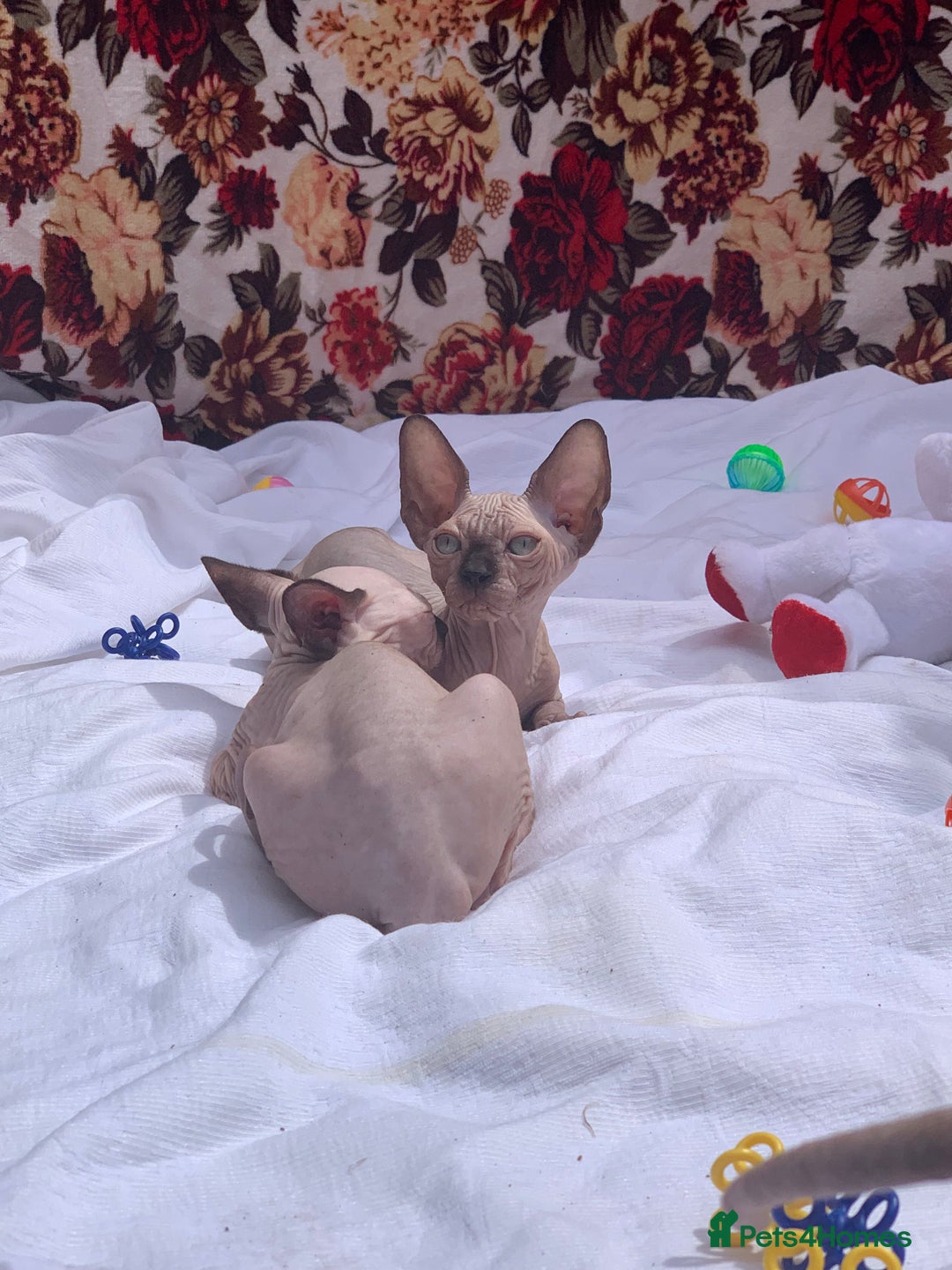 Sphynx cats for sale: Canadian sphynx  - Advert 5