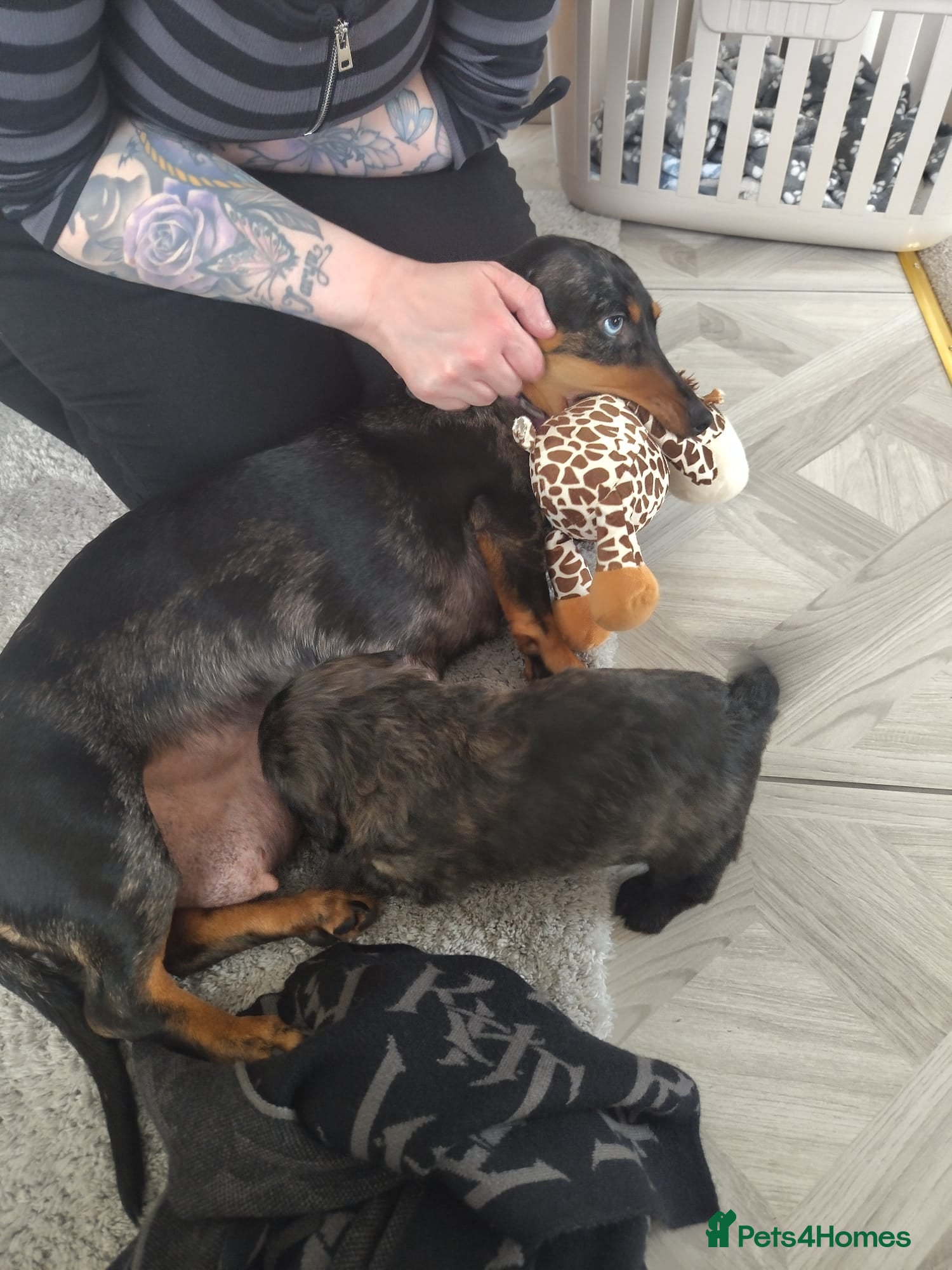 Mixed Breed dogs 11 week puppy for sale - Advert 3