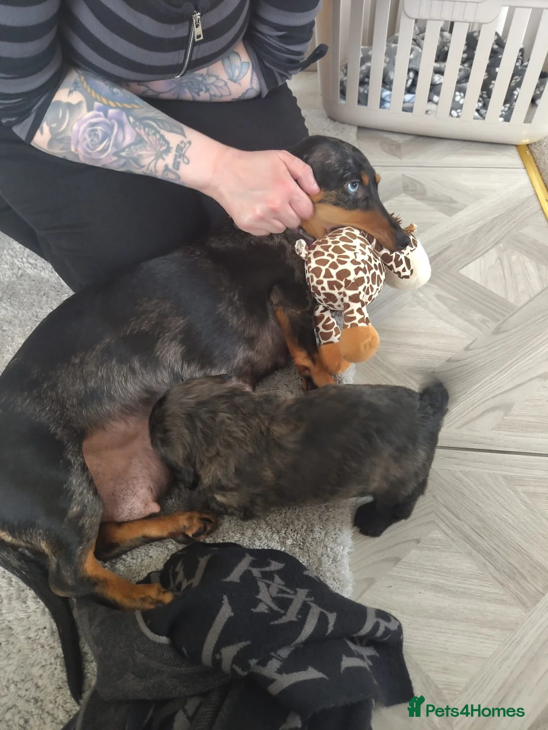 Mixed Breed dogs for sale: 11 week puppy for sale - Advert 1