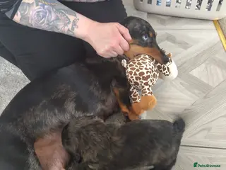 Mixed Breed dogs 11 week puppy for sale - Advert 10