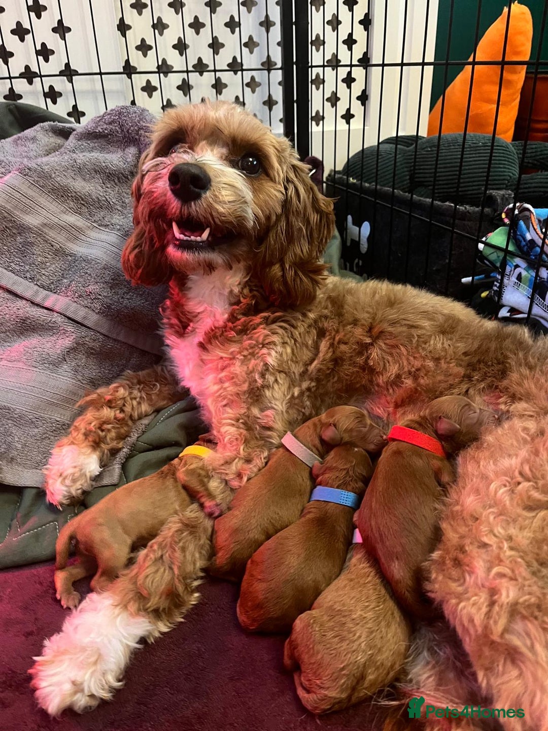 Cavapoo dogs for sale: Beautiful F2 Cavapoo Puppies - Advert 8