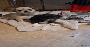 Mixed Breed dogs Beautiful Chi shi's puppies only 1 Left - Advert 2