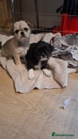 Mixed Breed dogs Beautiful Chi shi's puppies only 1 Left - Advert 2