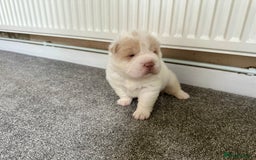 Shar Pei dogs for sale: Top quality bear coat sharpei  - Image 15