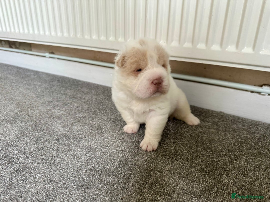 Shar Pei dogs for sale: Top quality bear coat sharpei  - Image 15
