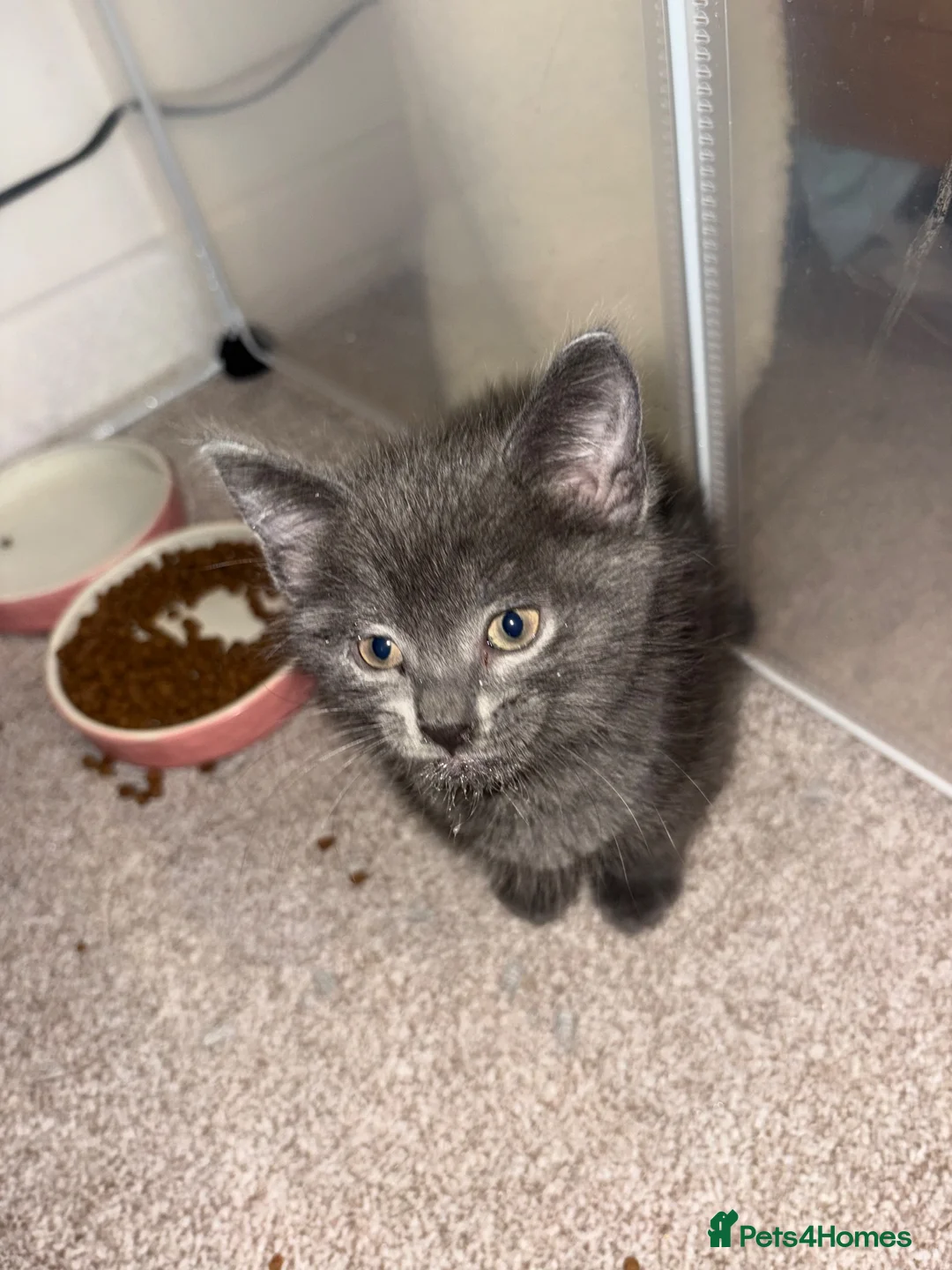 Ragdoll cats for sale: 💙 Last blue ragdoll x DSH boy  - Advert 4