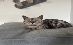 Bengal cats for sale: Two Bengal kittens - Image 3