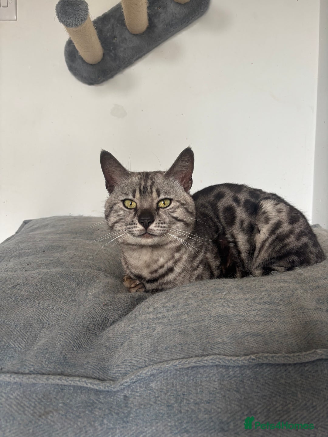Bengal cats for sale: Two Bengal kittens - Image 3