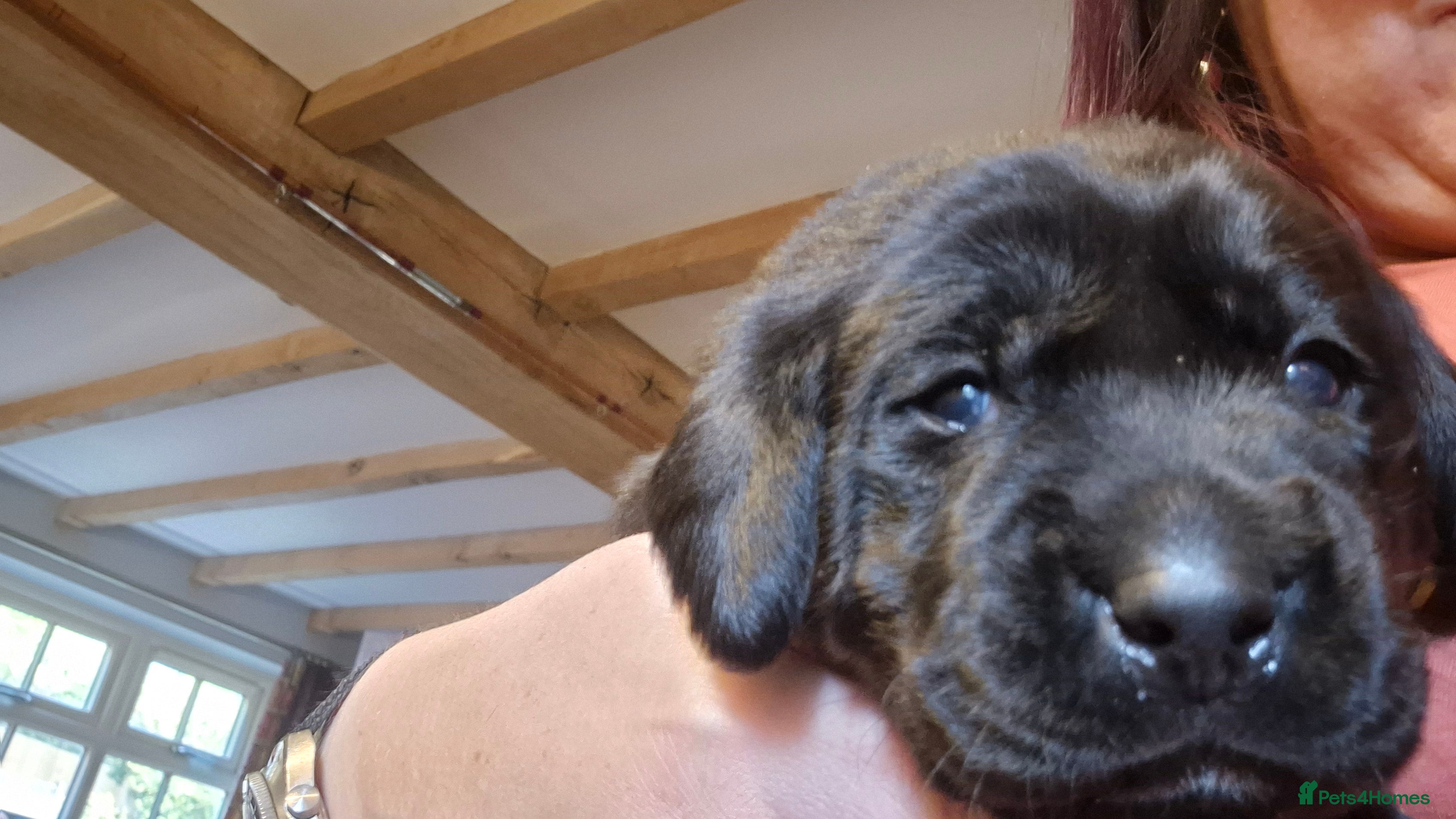 Labrador Retriever dogs Stunning Working Line Labrador Pups - Advert 2