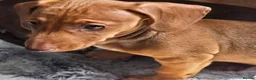 Miniature Dachshund dogs for sale: Minature dachshund  in Barnsley - Advert 8