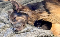 Mixed Breed dogs for sale: Beautiful long haired GSD cross collie pups  - Image 7