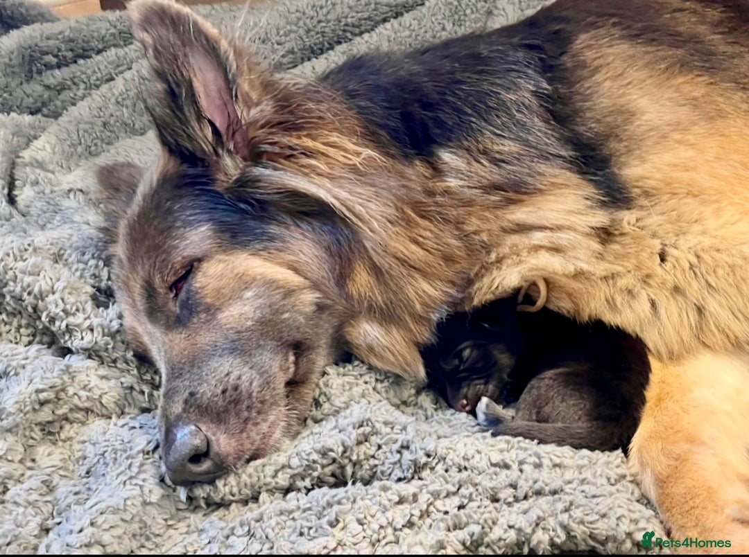 Mixed Breed dogs for sale: Beautiful long haired GSD cross collie pups  - Image 7