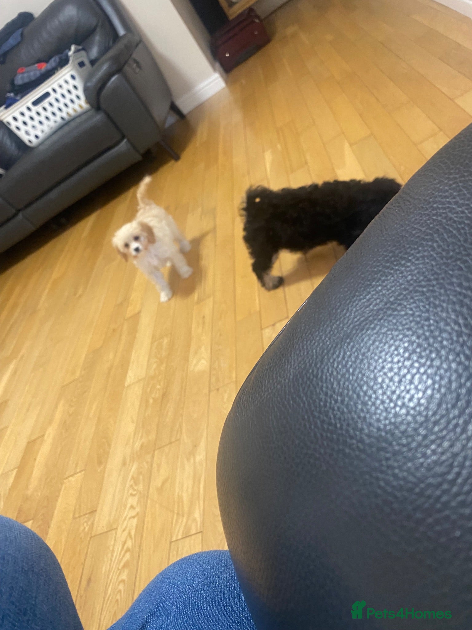 Cavapoo dogs Now fully vaccinated and ready to go - Advert 2
