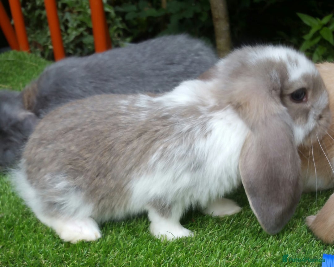 French Lop rabbits for sale: Giant French Lop Planned Litters - Vaccinated   - Image 6