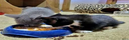 Mixed Breed cats for sale: Kittens, grey and white, black in Chelmsford - Advert 3