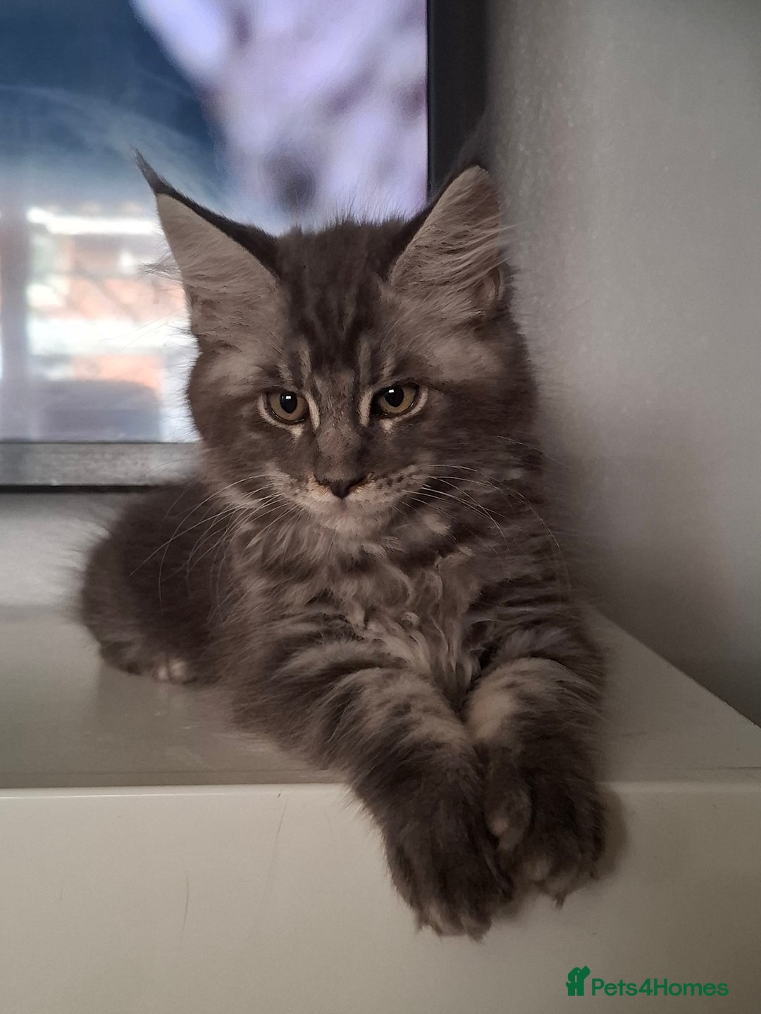Maine Coon cats for sale: Xxl pure mainecoons  - Image 12