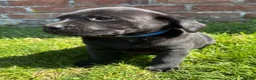 Labrador Retriever dogs for sale: Gorgeous Black Labs KC Registered Outstanding Hips - Advert 7