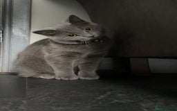 British Shorthair cats for sale: Bella The British Shorthair - Image 5