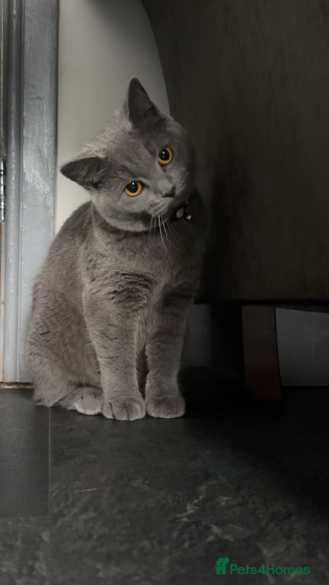 British Shorthair cats for sale: Bella The British Shorthair - Image 5