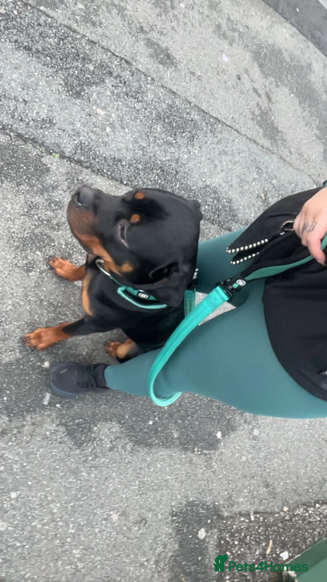 Mixed Breed dogs for sale: 1 YO male Rottweiler  - Advert 7