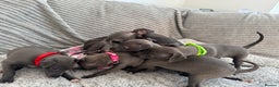 Italian Greyhound dogs for sale: KC registered blue Italian greyhounds for sale - Advert 29