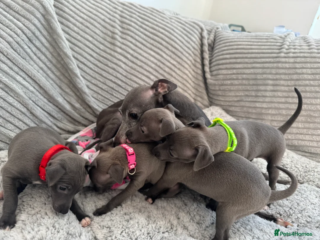 Italian Greyhound dogs for sale: KC registered blue Italian greyhounds for sale - Advert 29