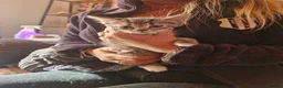 Mixed Breed cats for sale: Beautiful fluffy kittens READY TO GO - Advert 2