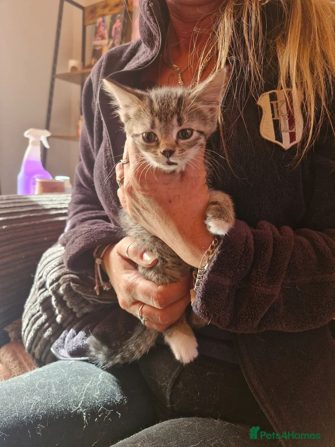 Mixed Breed cats for sale: Beautiful fluffy kittens READY TO GO - Advert 2