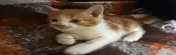 Mixed Breed cats for sale: Kittens Manchester - Advert 13