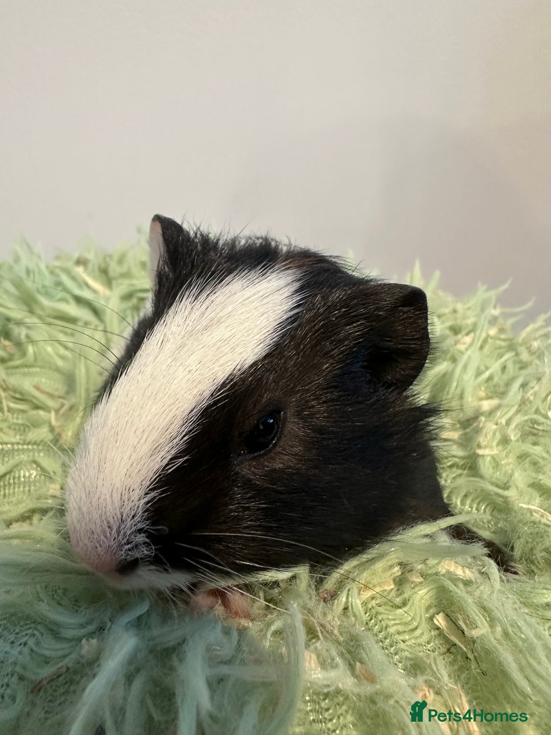 Guinea Pig rodents for sale: Two brother guinea pigs  - Advert 6