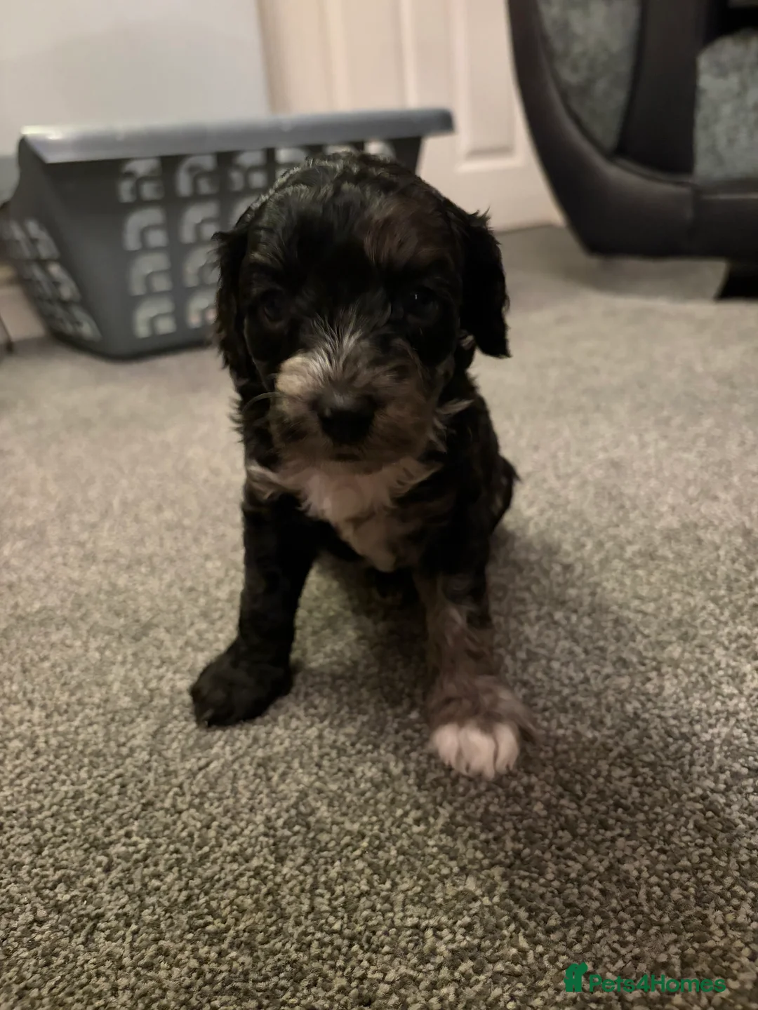 Bordoodle dogs for sale: Stunning litter of colliepoo/bordoodle puppies  - Advert 27