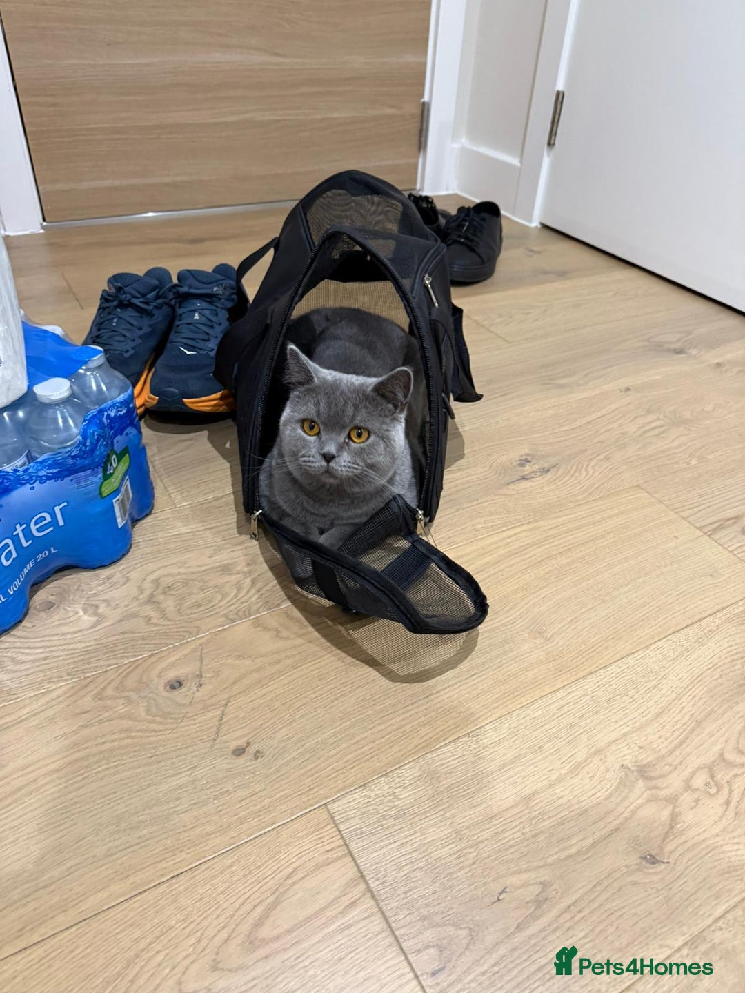 British Shorthair cats for sale: Grey British Shorthair  - Image 2
