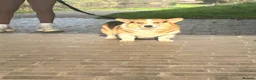 Welsh Corgi Pembroke dogs for sale: Top quality pembrokeshire corgi puppies  - Advert 3