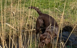 Labrador Retriever dogs for stud: Proven KC Reg Labrador health tested stud in Olney - Image 10
