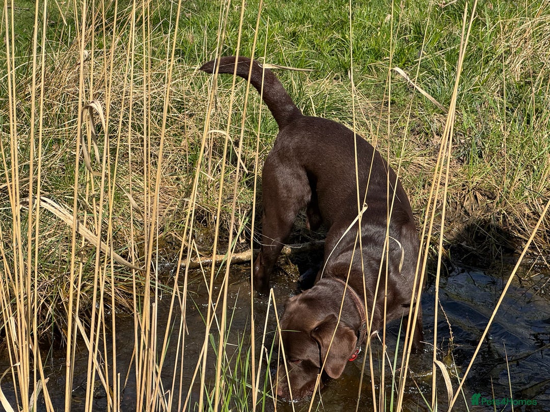 Labrador Retriever dogs for stud: Proven KC Reg Labrador health tested stud in Olney - Image 10