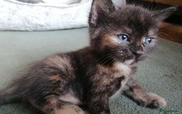 Domestic Shorthair cats for sale: Stunning kittens for sale  - Image 22