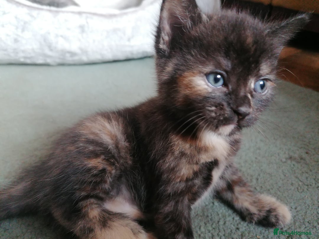 Domestic Shorthair cats for sale: Stunning kittens for sale  - Image 22
