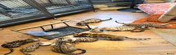 Bengal cats for sale: TICA, GCCF Champion Bloodline Bengal Kittens in London - Advert 40