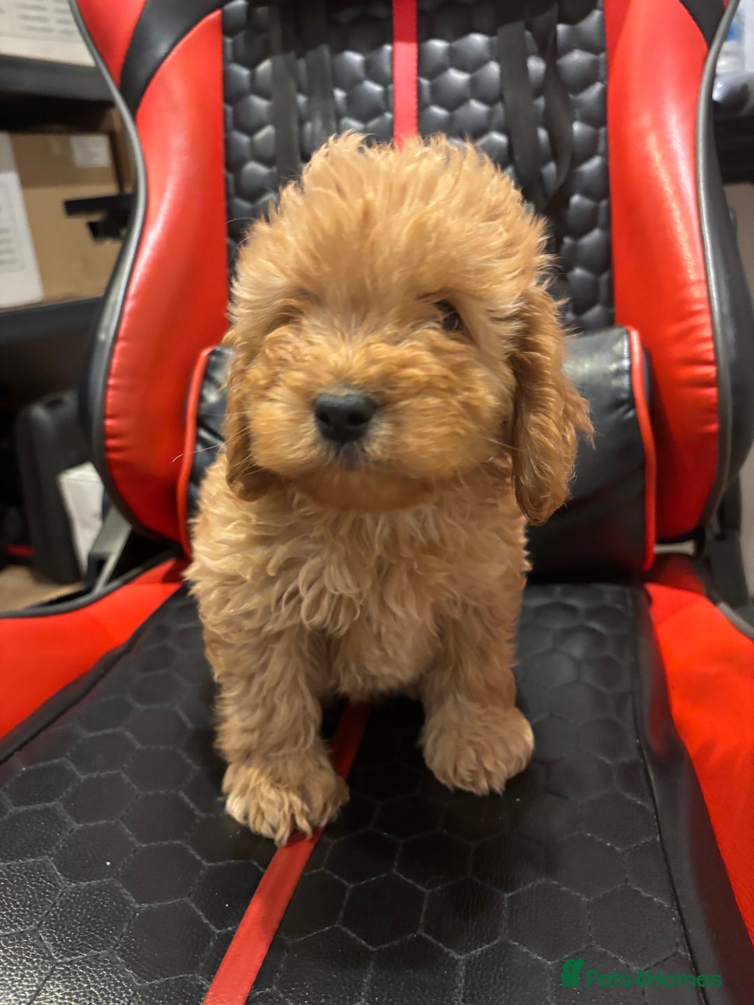 Cockapoo dogs for sale: Beautiful gold Cockapoo puppies - Advert 25