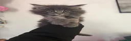 Maine Coon cats for sale: 🐾 MAINE COON KITTENS  🐾 - Advert 14