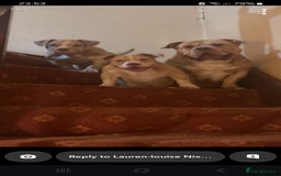 American Bully dogs for sale: Rambo  - Image 2